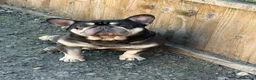 French Bulldog dogs for sale: French Bulldog - Advert 1