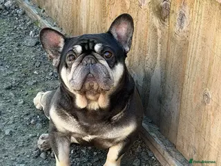 French Bulldog dogs French Bulldog - Advert 14