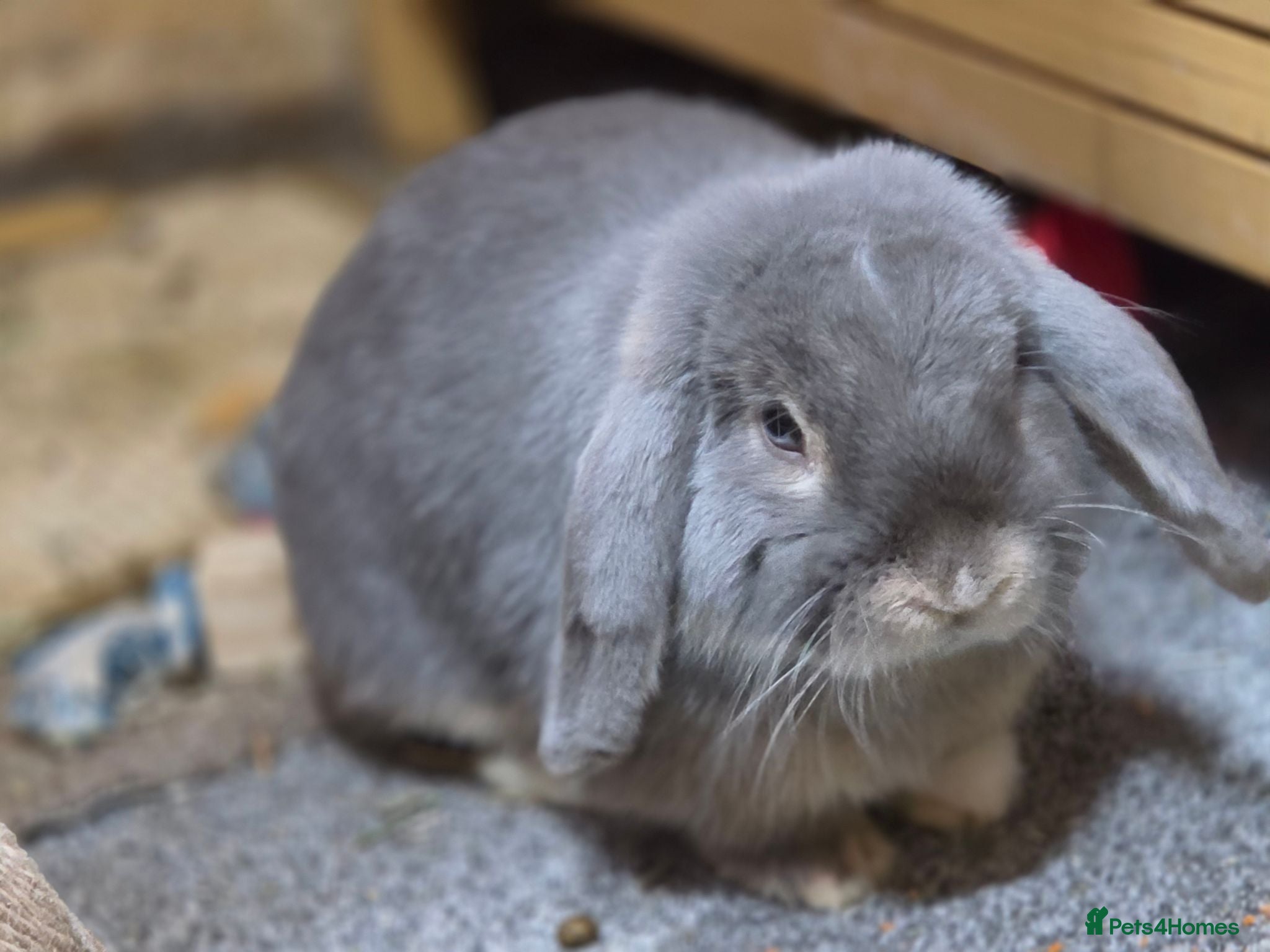 Mini Lop rabbits Mini lop buck - Advert 1
