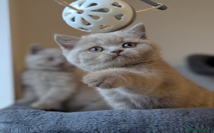 British Shorthair cats - Advert 1
