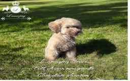 Toy Poodle dogs for sale: full ASIAN toy poodle 5* licensed breeder import  - Image 1