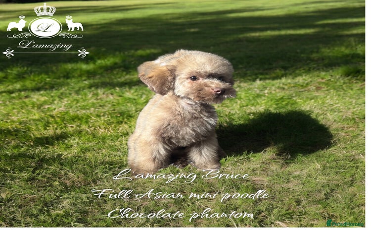 Toy Poodle dogs - Advert 1