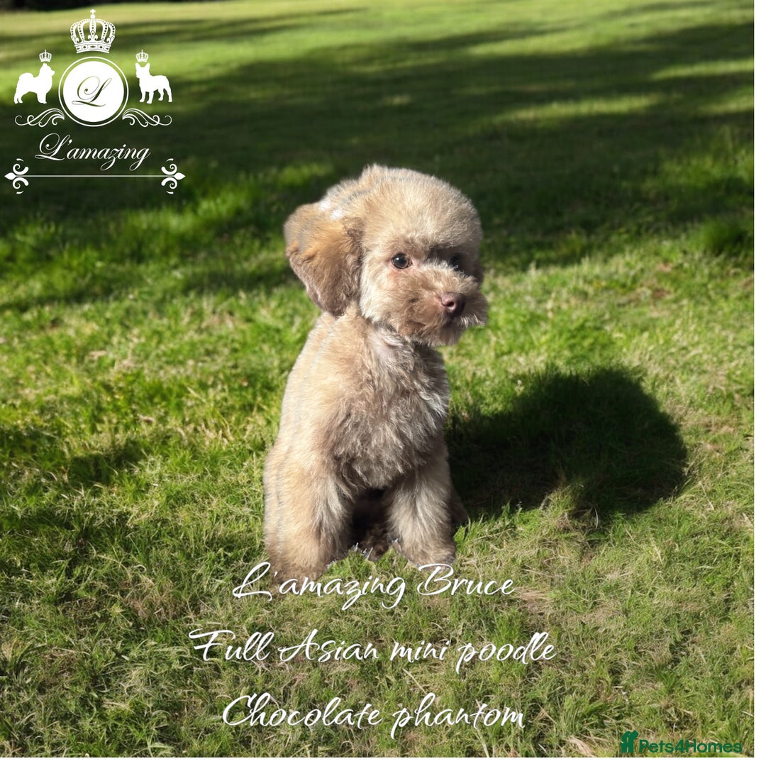 Toy Poodle dogs for sale: full ASIAN toy poodle 5* licensed breeder import  - Image 1