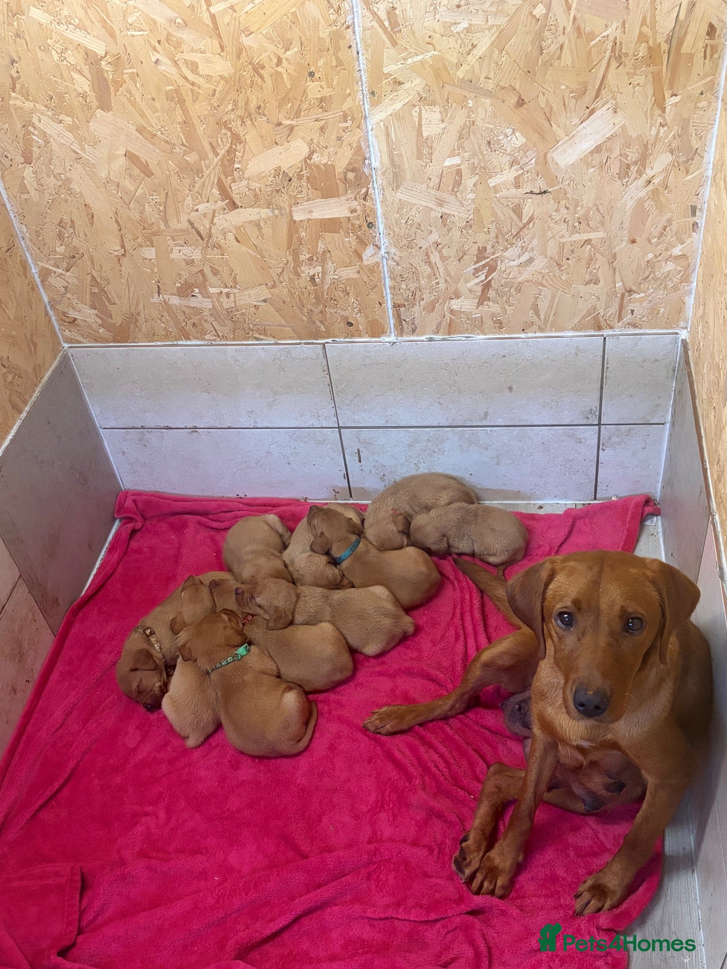 Labrador Retriever dogs Beautiful Litter of Fox Red Labrador Puppies 🦊 🐶 - Advert 1