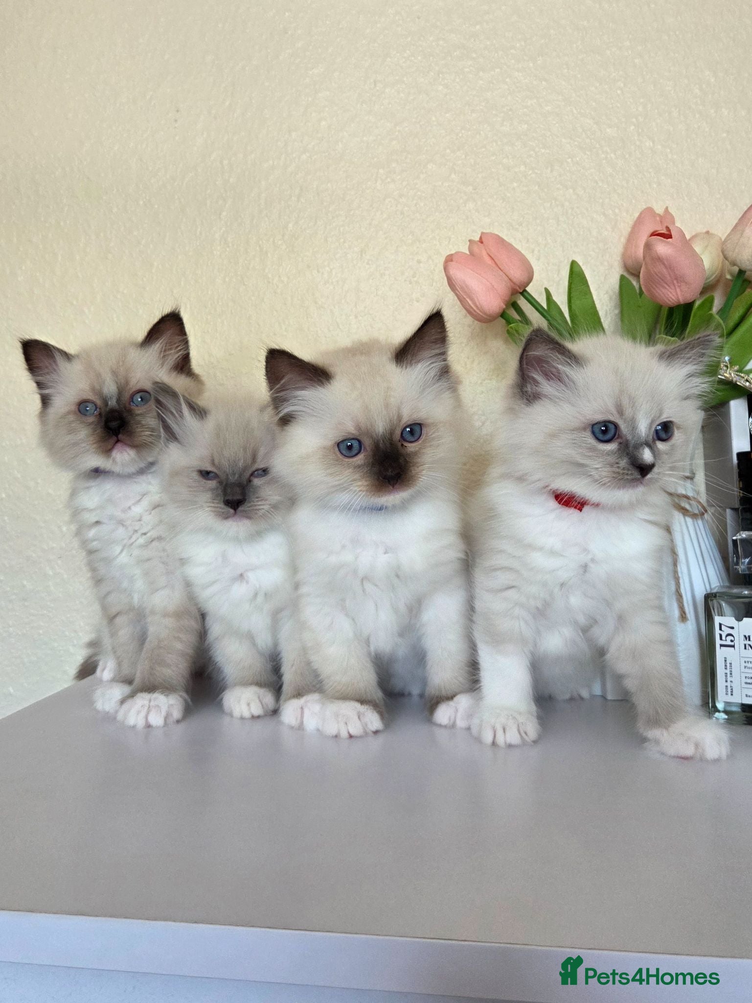 Ragdoll cats Pure Ragdoll Kittens  - Advert 14