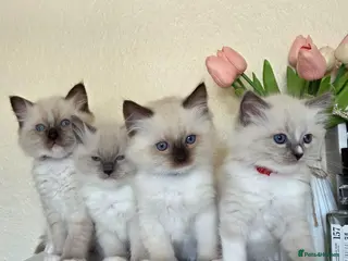 Ragdoll cats Pure Ragdoll Kittens - Advert 14