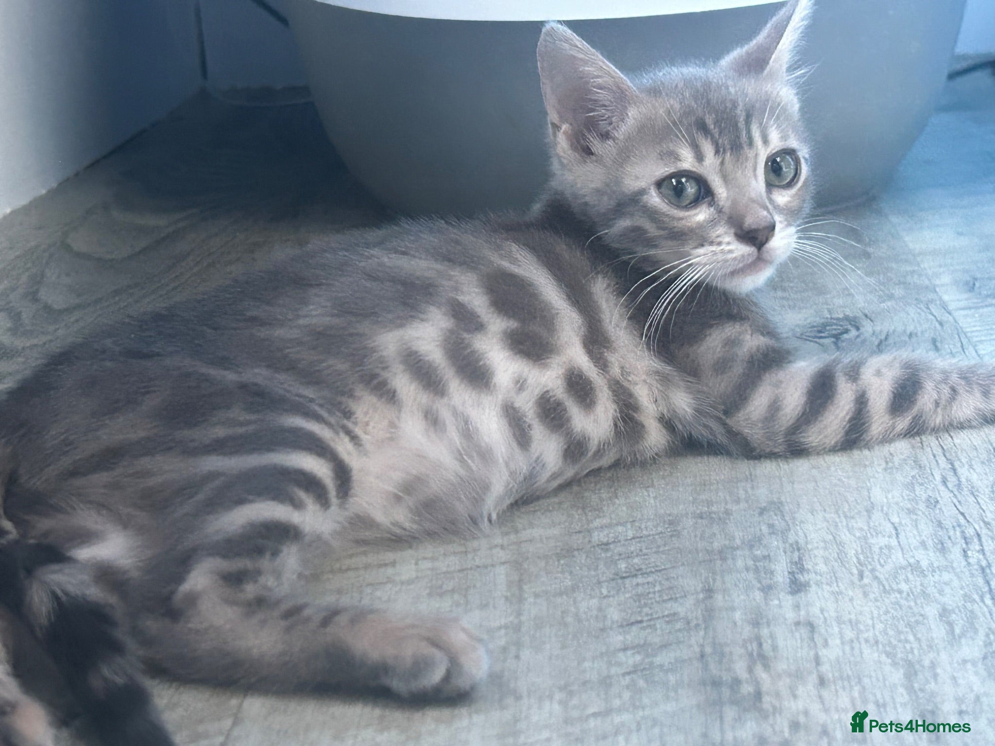 Bengal cats 3 Female Blue TICA Registered Bengal kittens  - Advert 6
