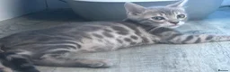 Bengal cats for sale: 3 Beautiful Blue Female TICA Reg Bengal kittens  - Advert 23