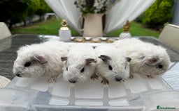 Guinea Pig rodents for sale: 4x lovely 4 weeks old boys born on 30.06.2025 in Leicester - Image 3
