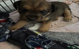 Jack Russell dogs for sale: 2x trio girls available  - Image 2