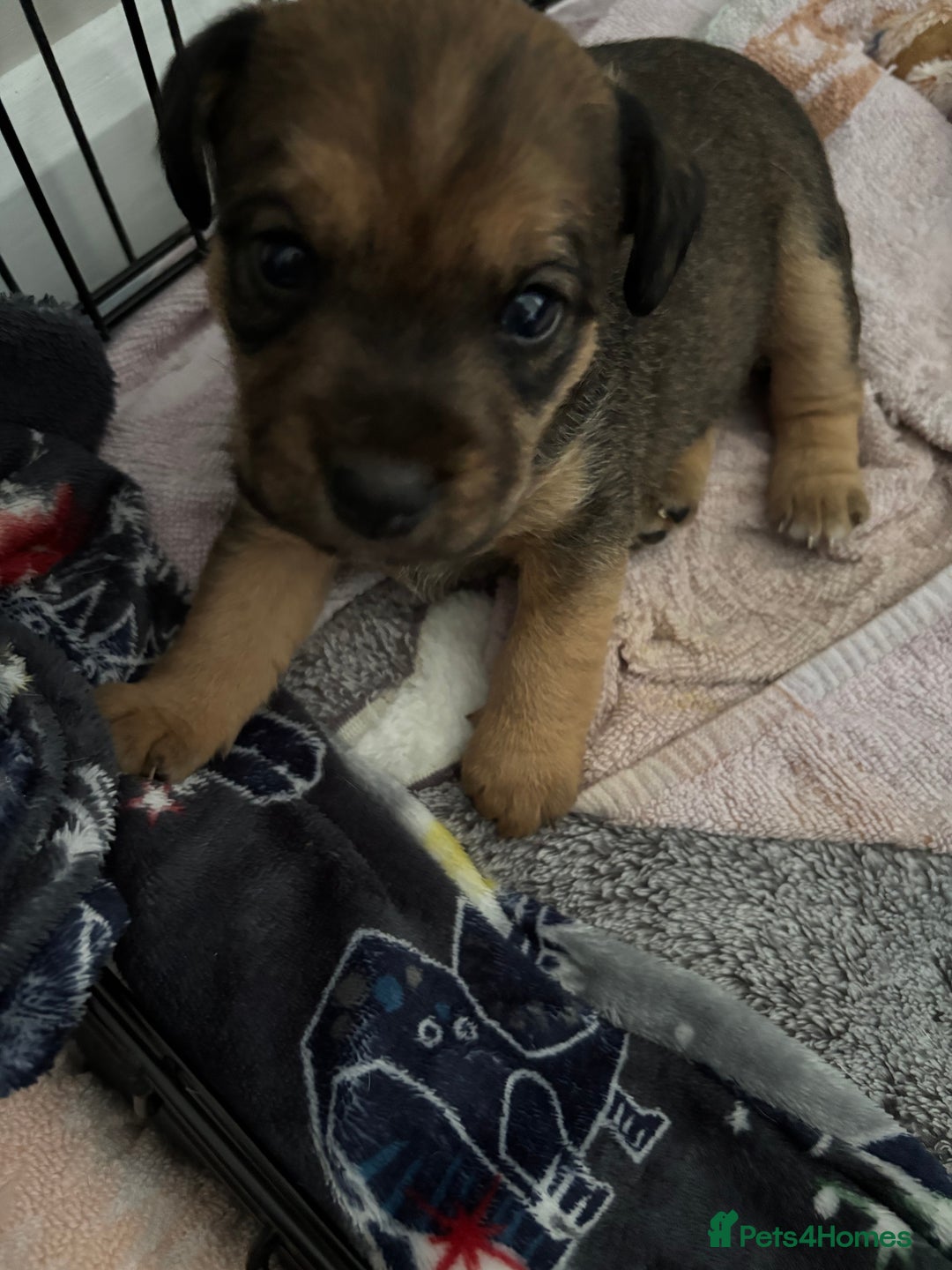 Jack Russell dogs for sale: 2x trio girls available  - Image 2