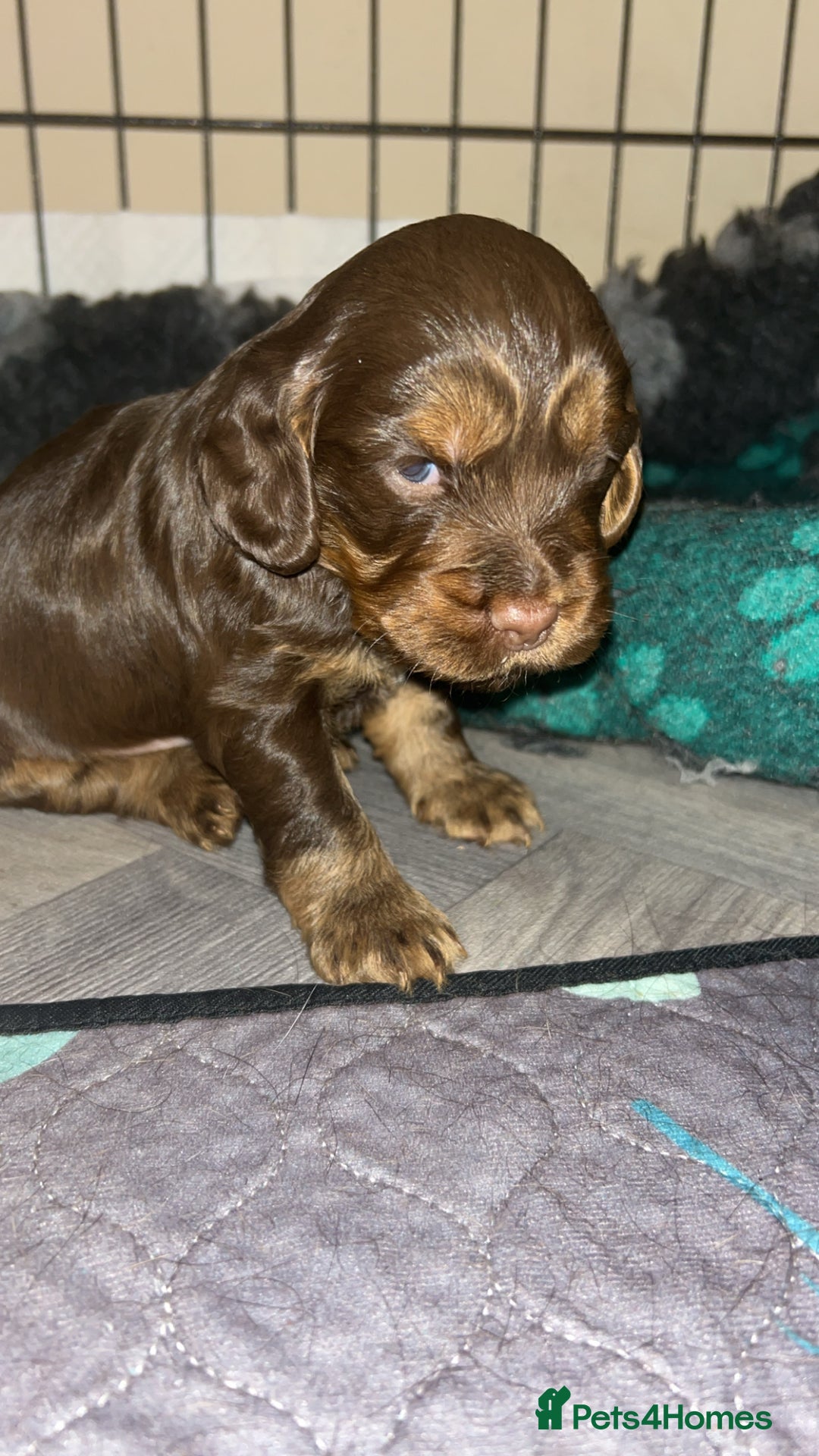 Cocker Spaniel dogs for sale: Beautiful cocker spaniel pups  - Advert 24