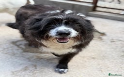 Mixed Breed dogs for adoption: Xin is waiting patiently for a family  - Image 6