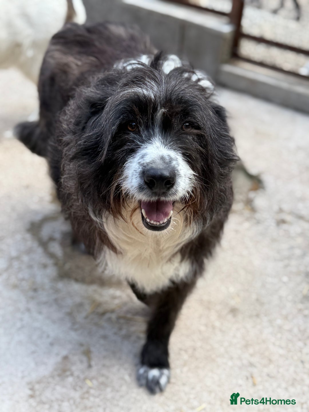 Mixed Breed dogs for adoption: Xin is waiting patiently for a family  - Image 6