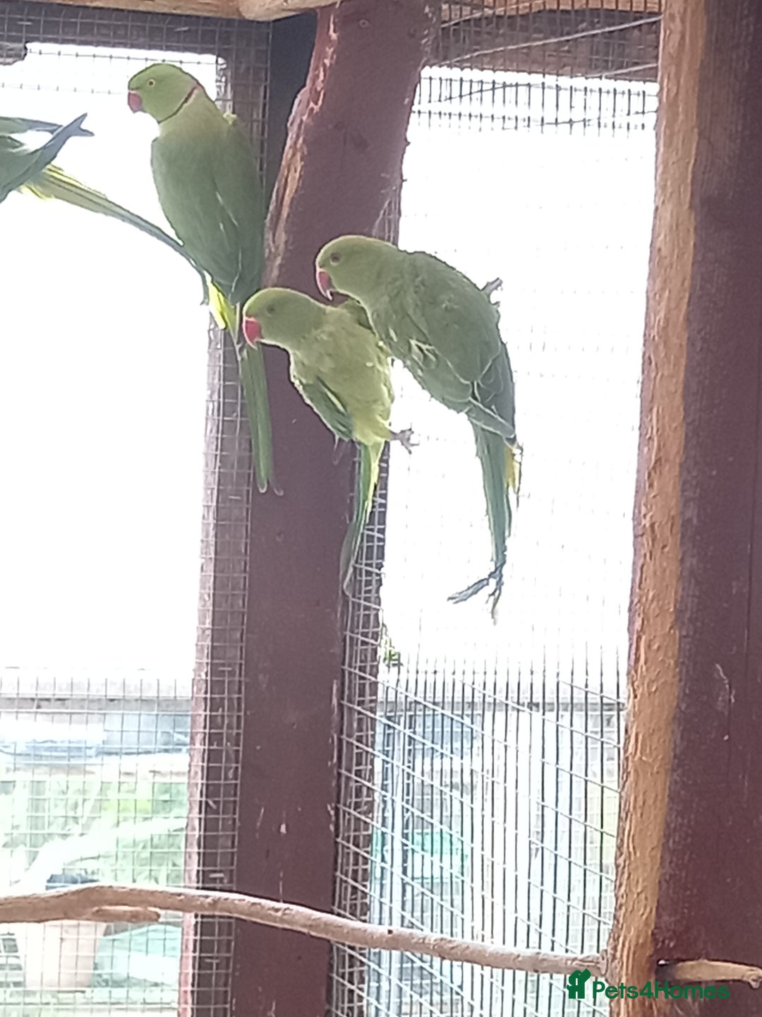 Parakeets birds for sale: Indian ringneck parakeet for sale £150 each - Image 2