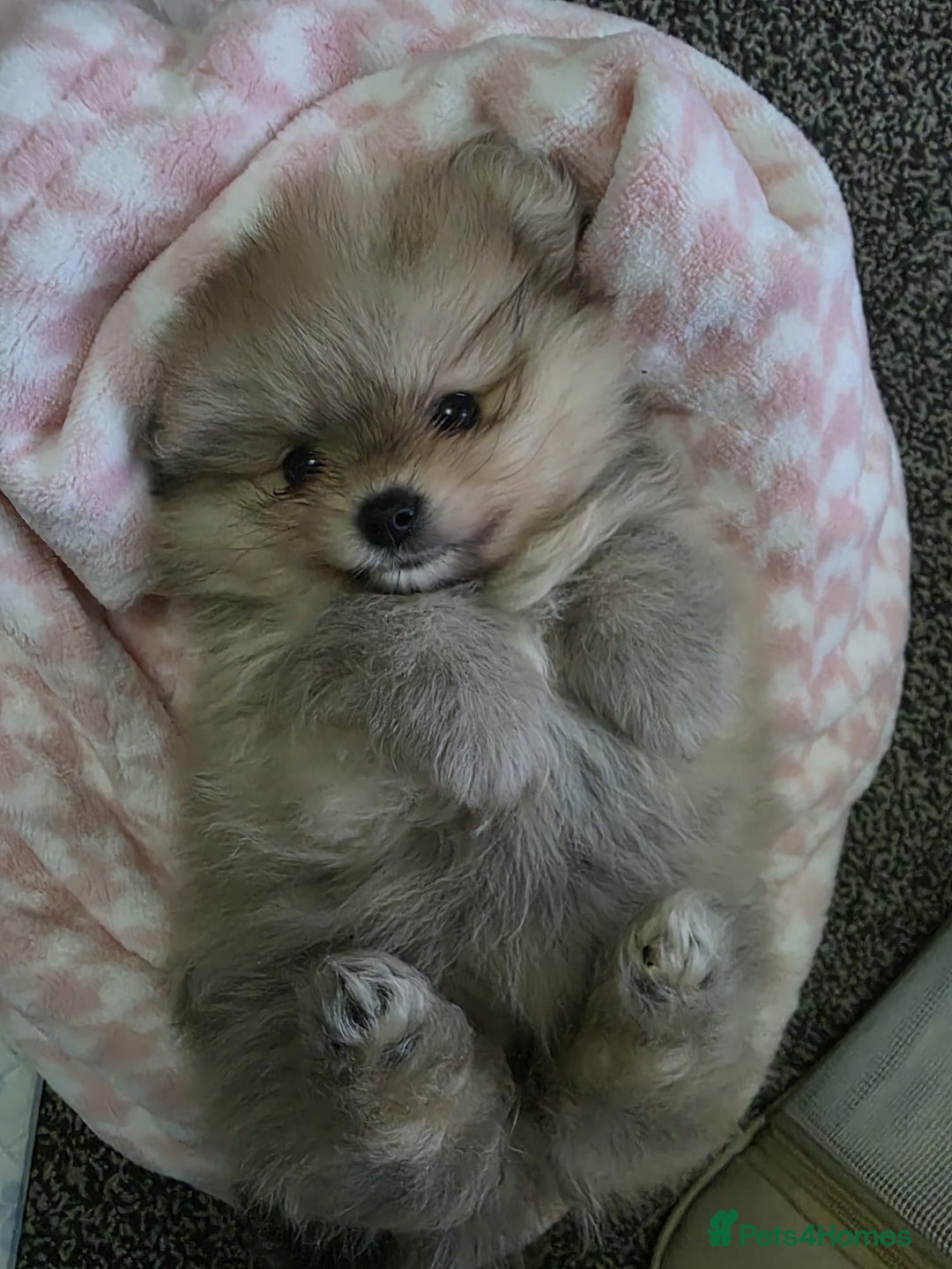 Pomeranian dogs for sale: Teddy bear pomeranian - Advert 2