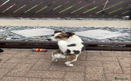 Jack Russell dogs for stud: Jack Russell for stud in Seaham - Image 11