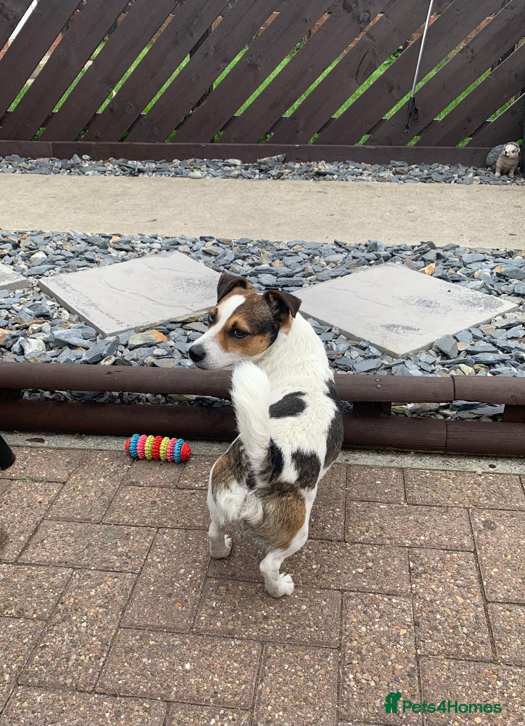 Jack Russell dogs for stud: Jack Russell for stud in Seaham - Image 11