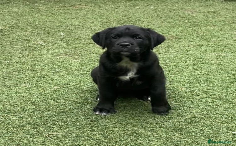 Mixed Breed dogs - Advert 3