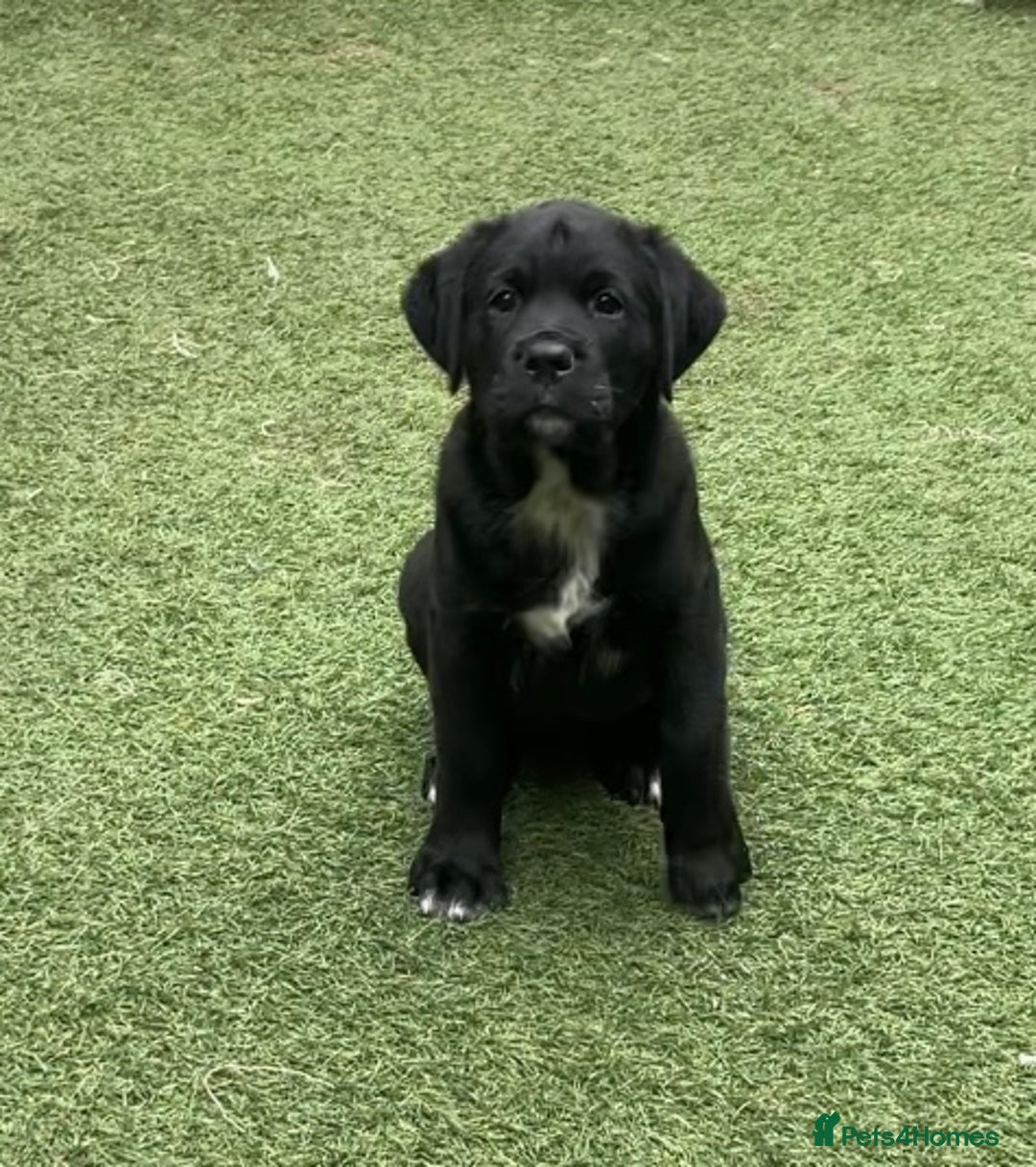 Mixed Breed dogs for sale: Central Aisian Shepard x Rottweiler - Image 7