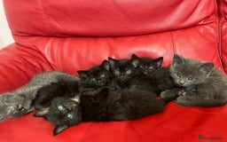 British Shorthair cats for sale: Cute kittens looking for new home. - Image 5