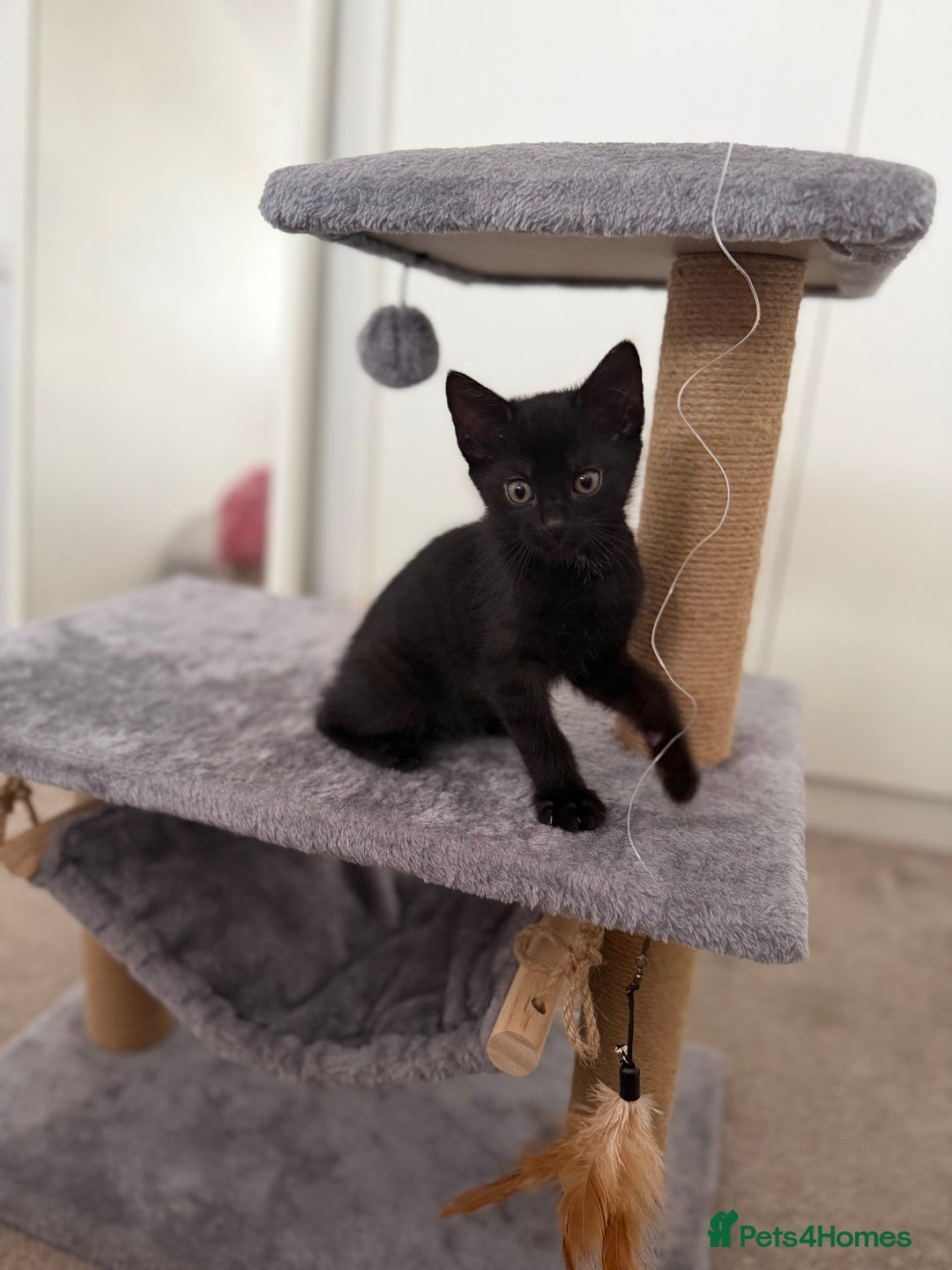 Mixed Breed cats for sale: Kitten  - Advert 3