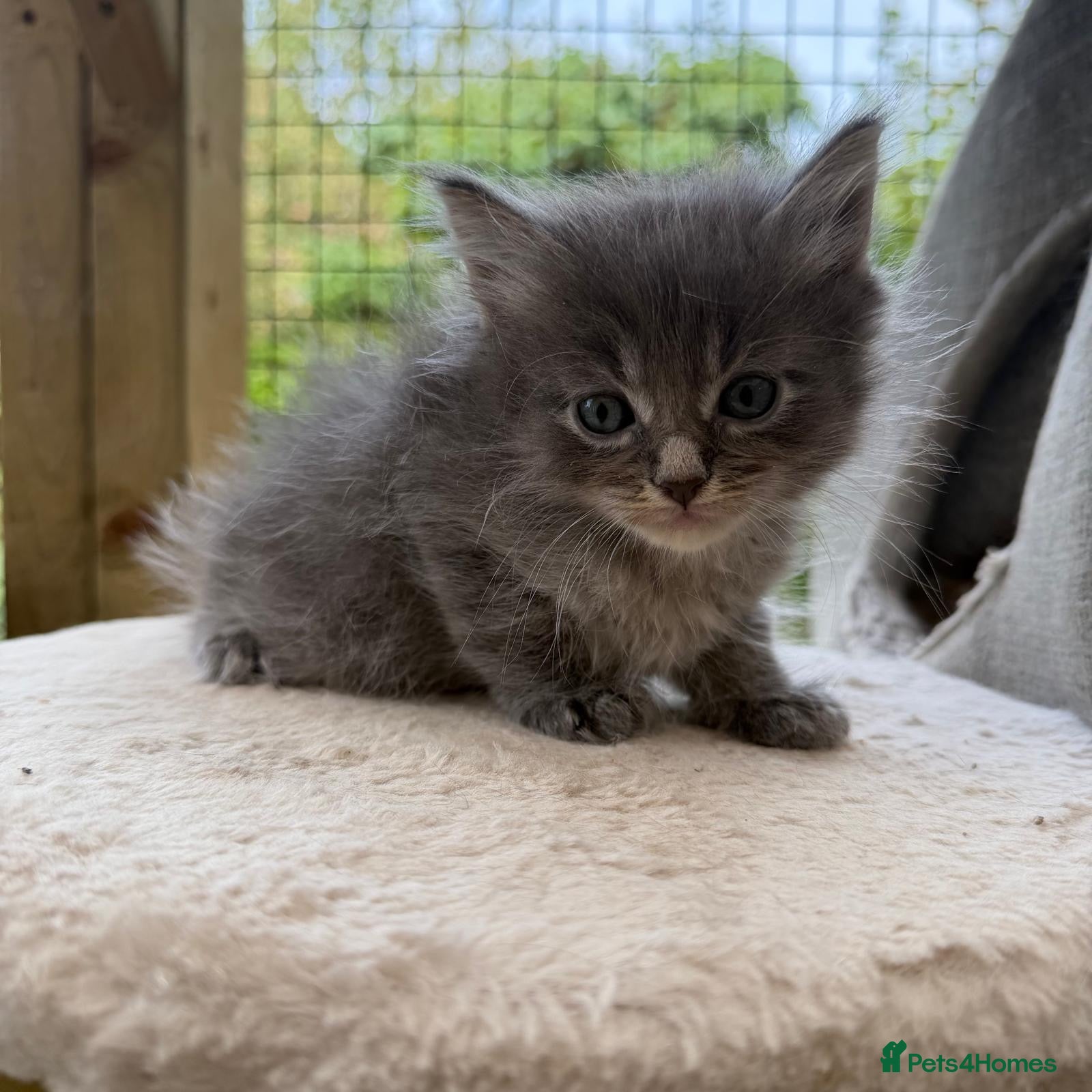 Maine Coon cats     Stunning Maine Coon x Ragdoll Kittens  - Advert 1