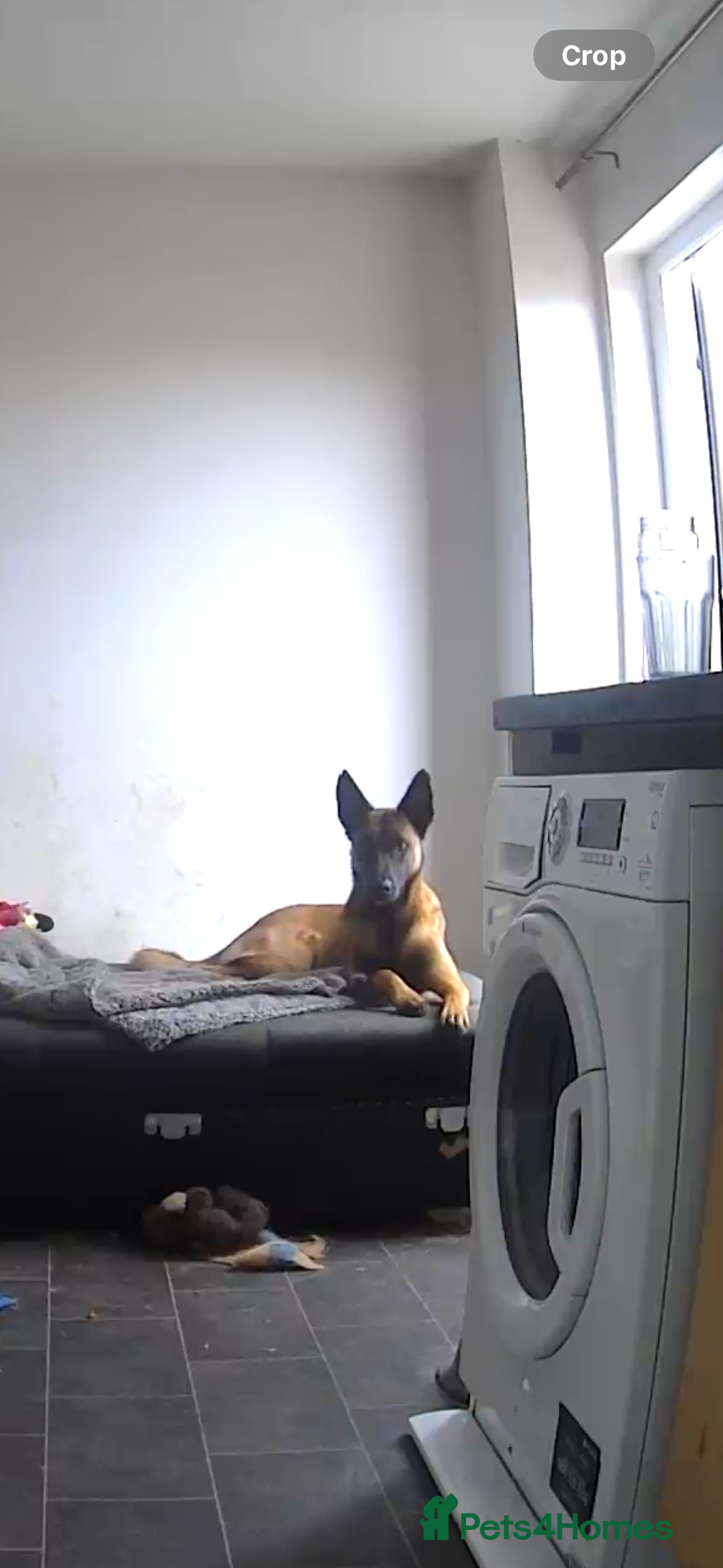 Belgian Shepherd Dog dogs for sale: 1 year old male malinois - Image 2