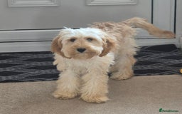 Cavapoo dogs for sale: 6 months old cavapoo girl for sale - Image 4