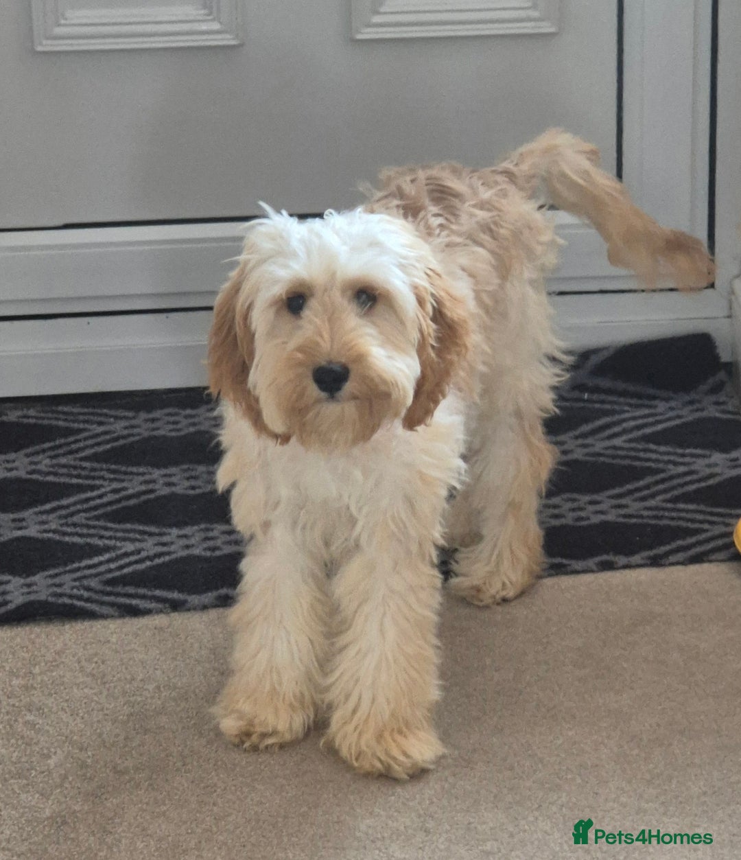 Cavapoo dogs for sale: 6 months old cavapoo girl for sale - Image 4