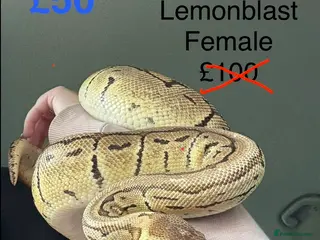 Python Snake reptiles Royal Pythons in Oldham - Advert 1