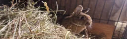 Netherland Dwarf rabbits for sale: Handsome, cheeky, young Netherland dwarf chappy  - Advert 4