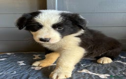 Border Collie dogs for sale: Stunning Border Collie Puppies - Image 3