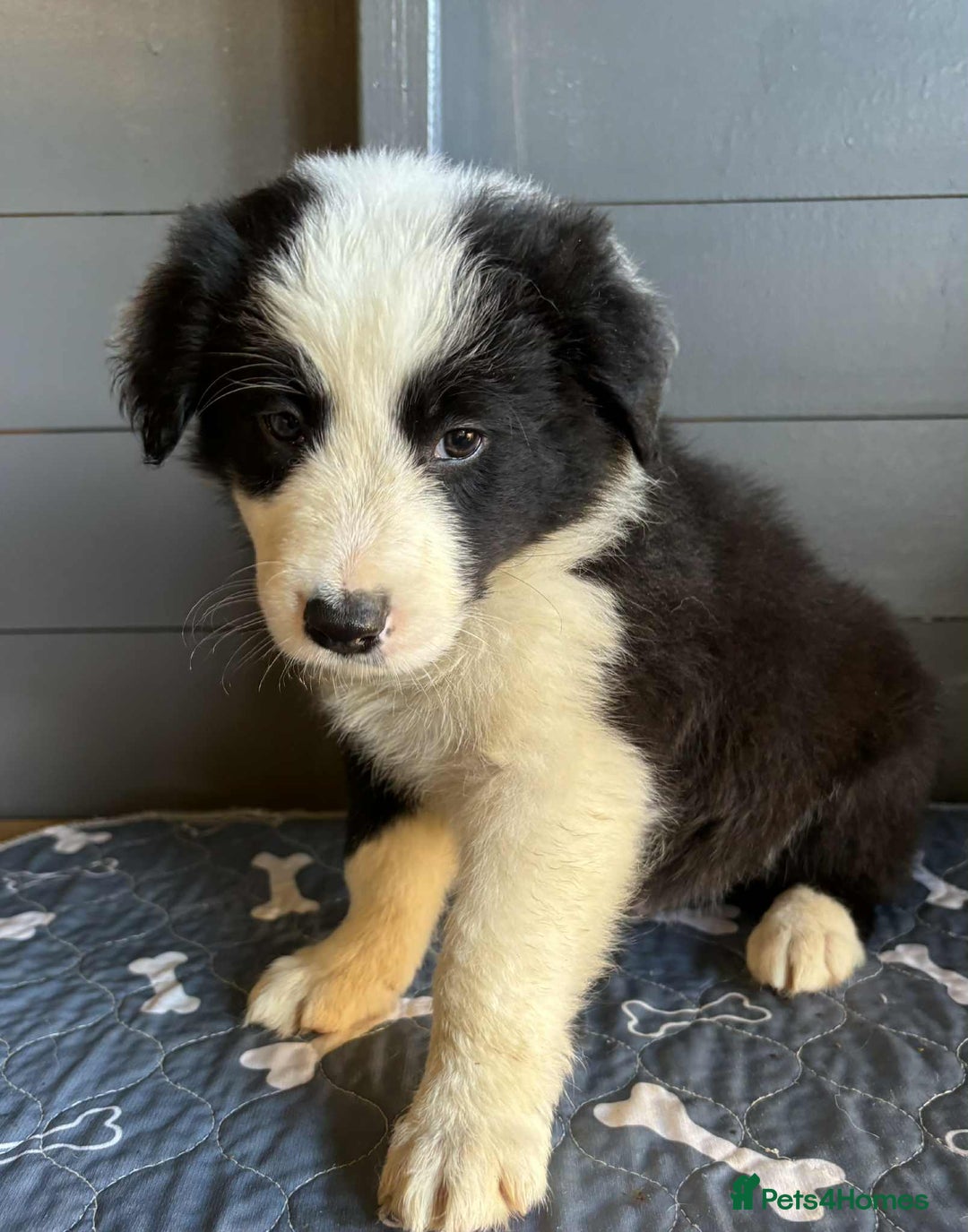 Border Collie dogs for sale: Stunning Border Collie Puppies - Image 3
