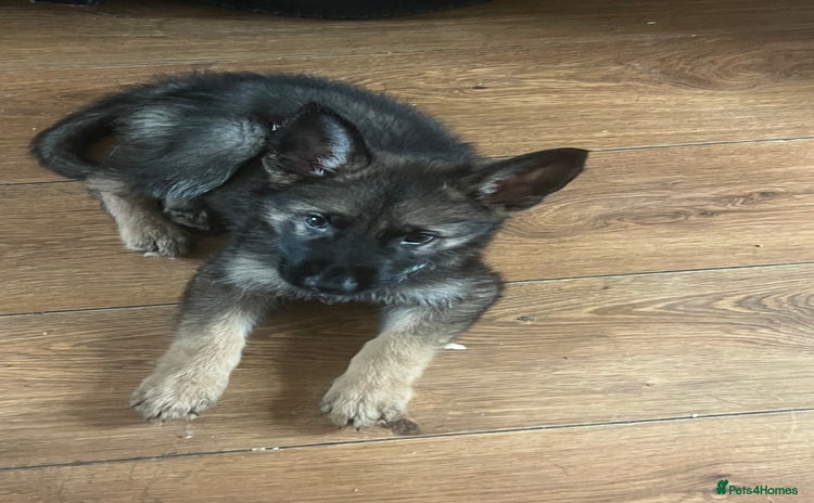 German Shepherd dogs 1 male gsd - Advert 1