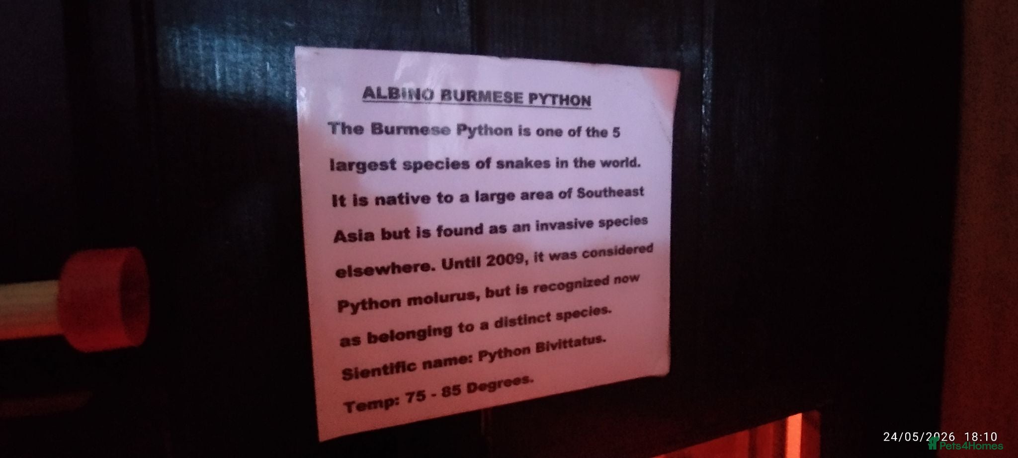 Python Snake reptiles Albino Burmese Phyton  - Advert 2