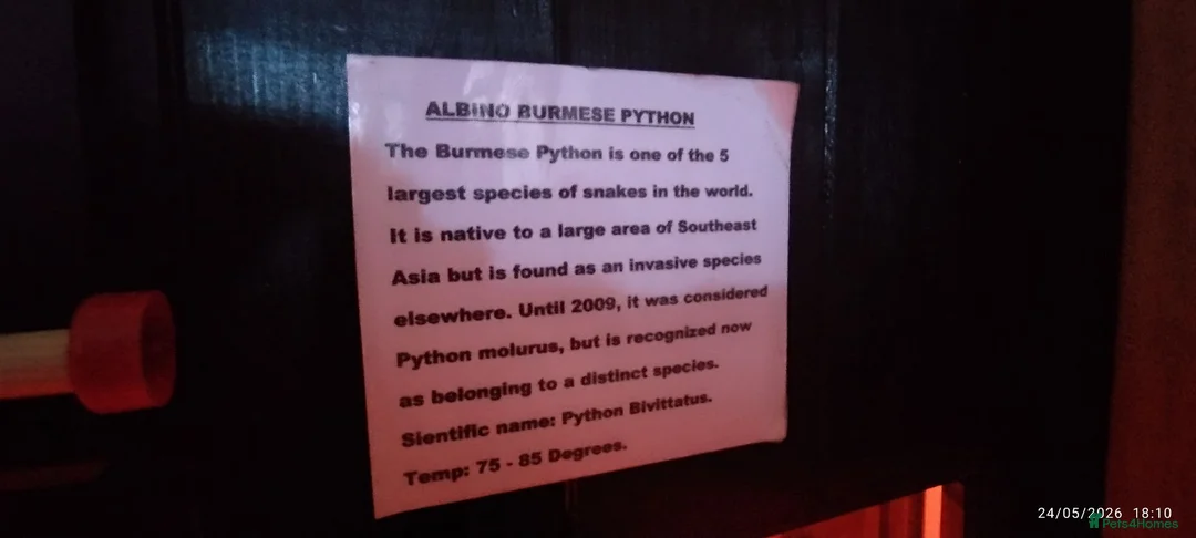 Python Snake reptiles for sale: Albino Burmese Phyton  - Advert 2