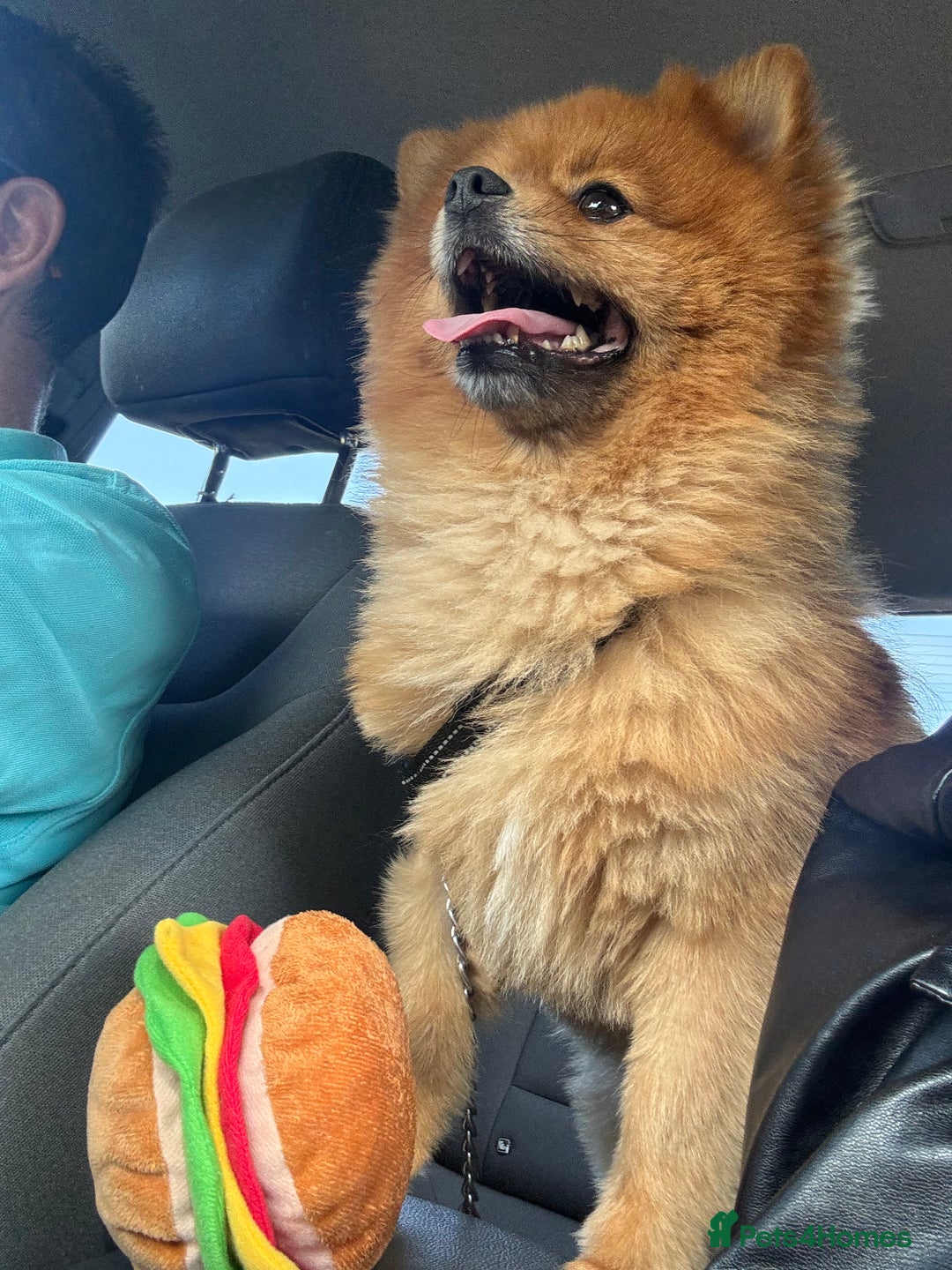 Pomeranian dogs for stud: Pomeranian Stud - Image 3