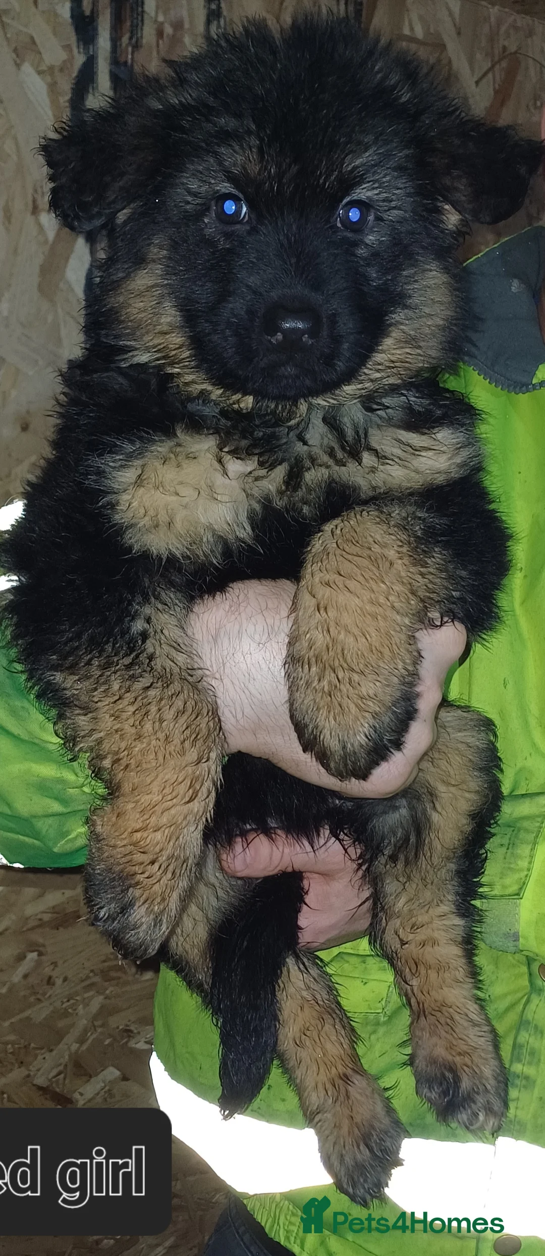 German Shepherd dogs for sale: Long-haired German sheperd puppies - Advert 8