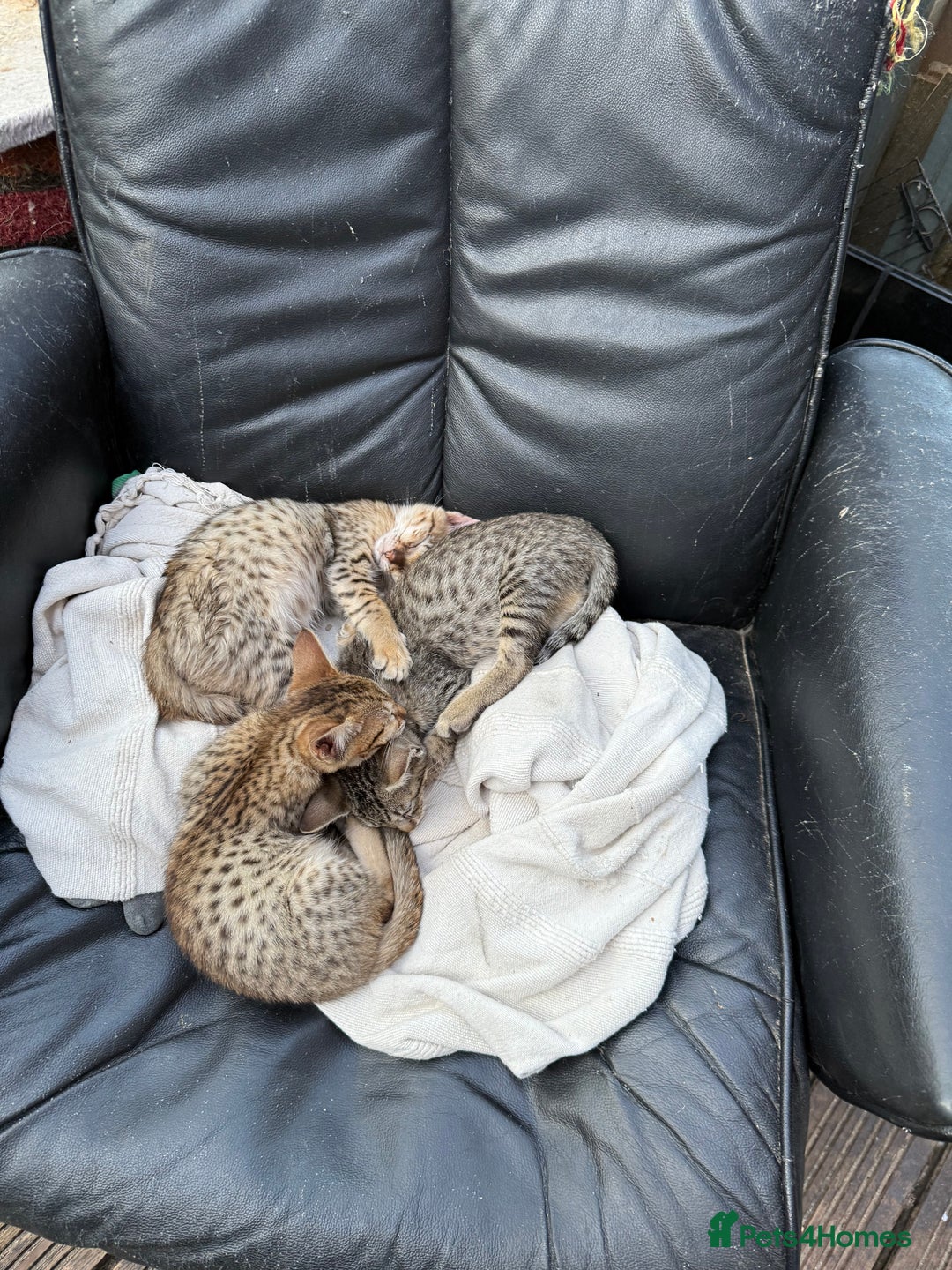 Savannah cats for sale: Savannah F6 kittens - Image 3
