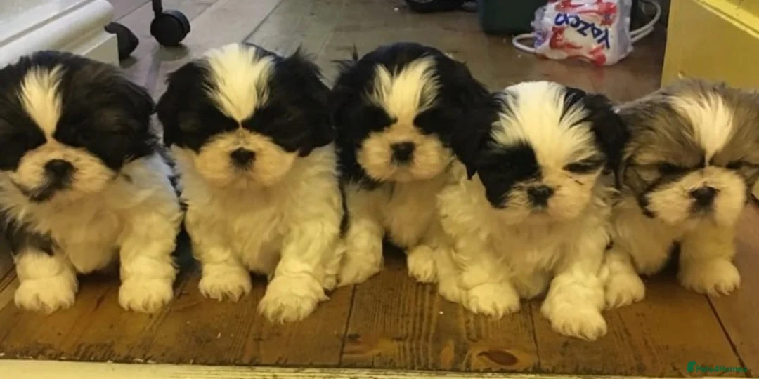 Shih Tzu dogs for stud: KC HARROPINE LUSTY DUSTY FOR STUD ONLY in Bridgend - Advert 7