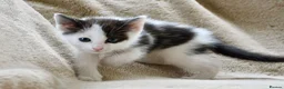 Ragdoll cats for sale: THE MOST BEAUTIFUL KITTENS  - Advert 17