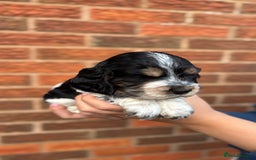 Cocker Spaniel dogs for sale: KC Reg Show Cocker Rizi Bizi bloodline Puppies - Image 20