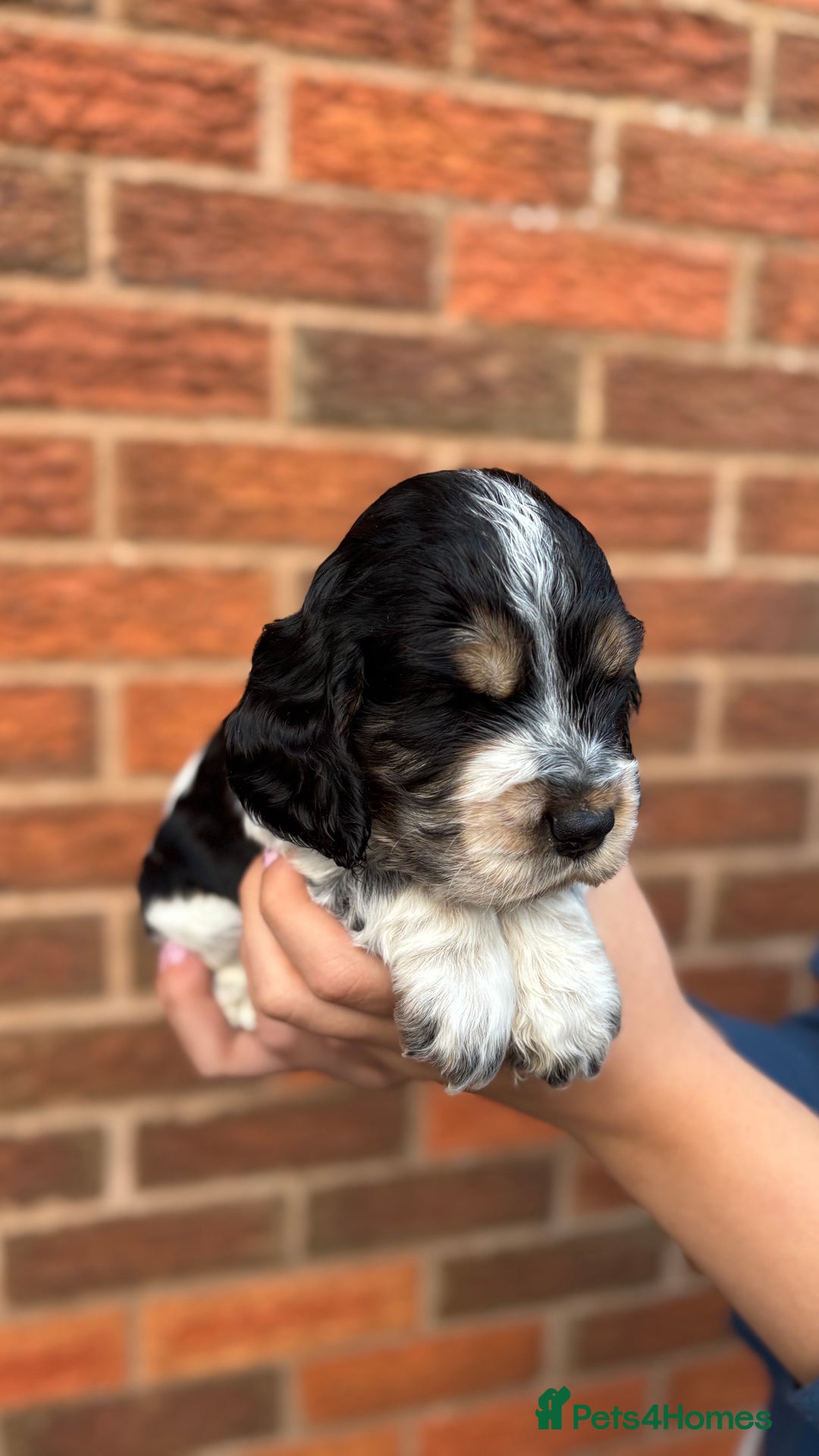 Cocker Spaniel dogs for sale: KC Reg Show Cocker Rizi Bizi bloodline Puppies - Image 20