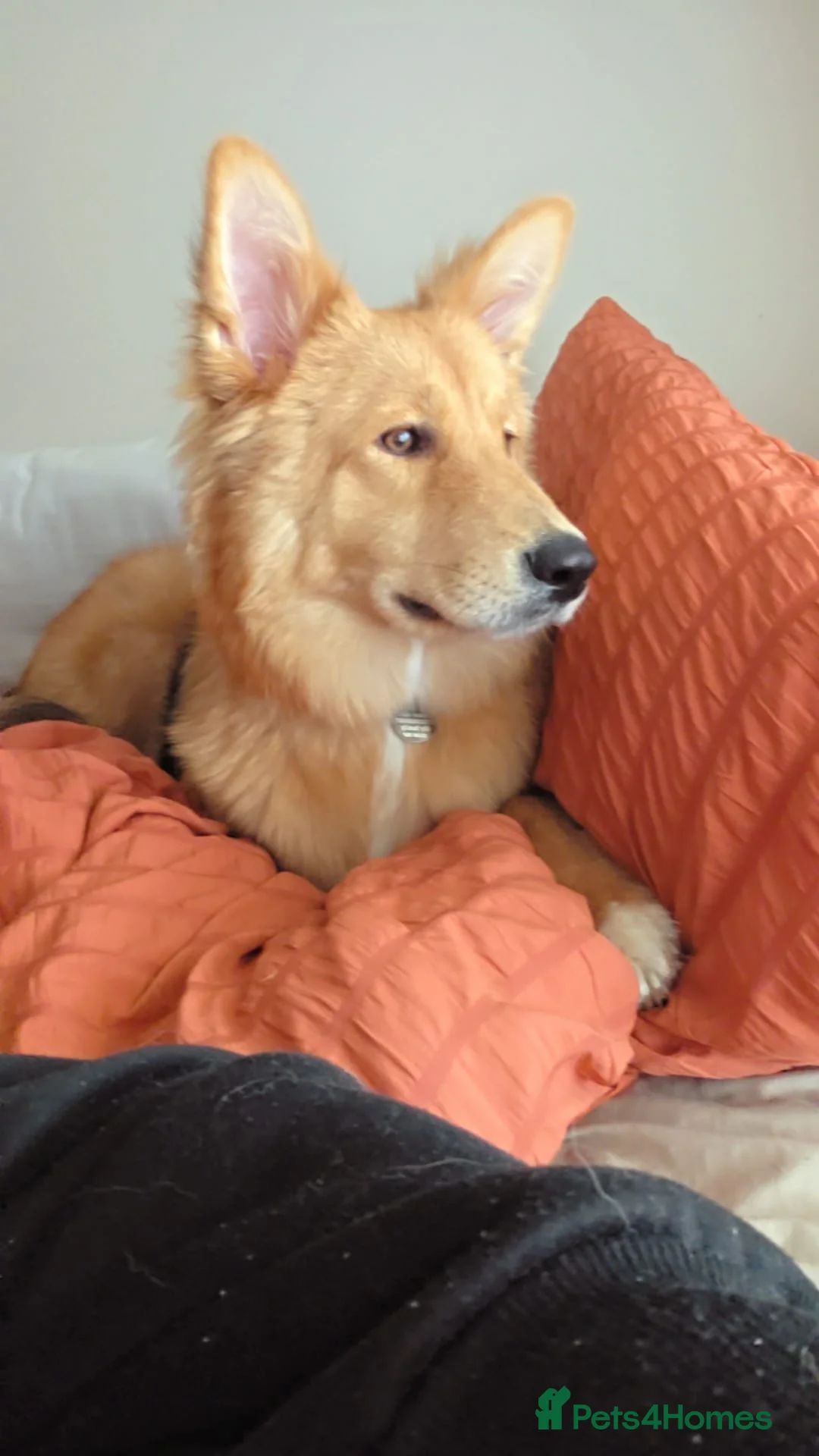 Mixed Breed dogs for sale: Zelda - German Shepard X Husky X Border collie - Advert 5