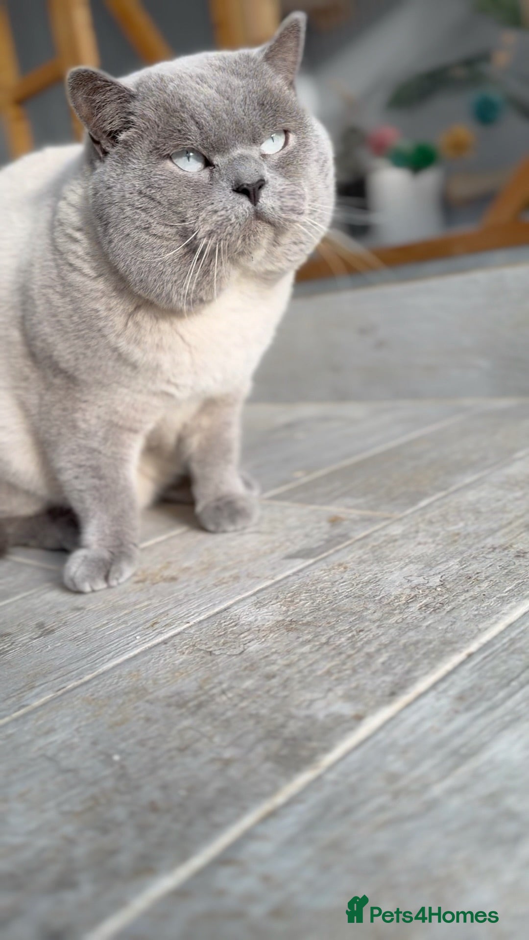 British Shorthair cats for stud: GCCF ACTIVE COLOURPOINT STUD in Ingatestone - Advert 2