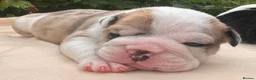 English Bulldog dogs for sale: HEALTH TESTED NEBBR REG OLDE ENGLISH BULLDOG PUPS - Advert 37