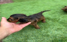 Cockapoo dogs for sale: Coockapoo - Image 4