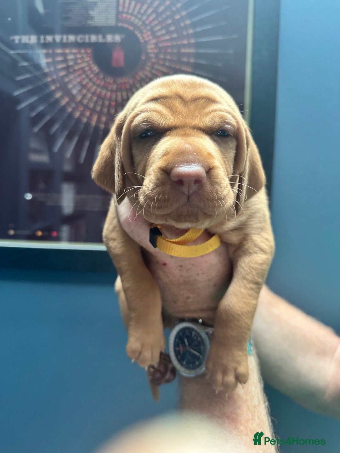 Hungarian Vizsla dogs for sale: 1CHUNKY DEEP RED HUNGARIAN VIZSLA GIRL PUPPY LEFT - Image 18