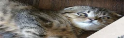 Scottish Fold cats for sale: STUNNING GOLD TABBY F1 FOLDEX MALE KITTEN 🐾 - Advert 6